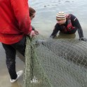 Manatees2010 (10)